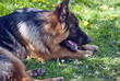 German Shepherd Dog