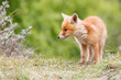 red fox cub