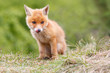 red fox cub