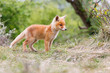 red fox cub