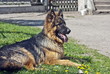 German Shepherd Dog