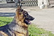 German Shepherd Dog