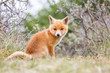 red fox cub