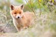 red fox cub