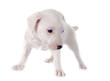 puppy jack russel terrier