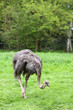 Ostrich, Struthio camelus