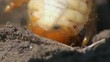 Grub Cockchafer