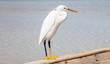 Little egret (egretta garzetta) at wild life