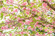 sakura, cherry blossom in spring