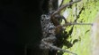 Spider Macro Spider Macro