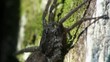 Spider Macro Spider Macro