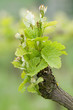 Weinrebe im Mai 3