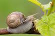 Foto: Weinbergschnecke auf Weinrebe 1 Weinbergschnecke auf Weinrebe 1