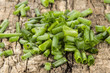chopped chives on a wooden board