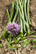 chopped chives on a wooden board
