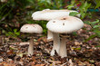 Wild mushrooms