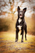 Mischlingshund