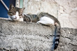 Chat sur un muret