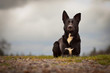 Mischlingshund