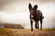 Mischlingshund