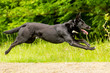Mischlingshund in Bewegung