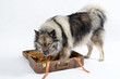 Foto: Hund Koffer Urlaub Hund Koffer Urlaub