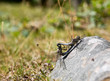 Dragonflies