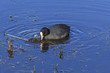 Photo: Eurasian Coot Eurasian Coot