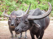 Buffalo couple