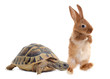 Foto: Tortoise and rabbit Tortoise and rabbit