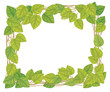 Vector  frame of green leaves.