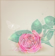 Vektor: Pink rose Pink rose