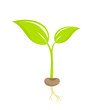 Vektor: Plant seedling Plant seedling