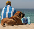Ferien mit Hund am Strand