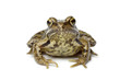 Common frog