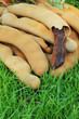 Tamarind - laying on the grass.