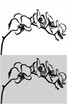 Vektor: Orchids flowers isolated Orchids flowers isolated