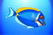 Weißkehldoktorfisch,