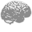 Brain