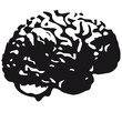 Brain