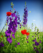 Photo: wild flowers wild flowers