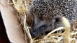 Igel (Hedgehog)
