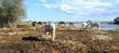 Camargue landscape, France