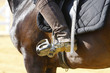 Equitation
