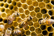 Beekeeping