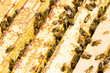 Beekeeping