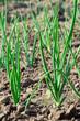 Onions in the ground