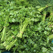 Photo: Coriandre (Coriandrum sativum) Coriandre (Coriandrum sativum)