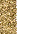 green buckwheat