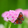 Foto: little pink flower and butterfly little pink flower and butterfly